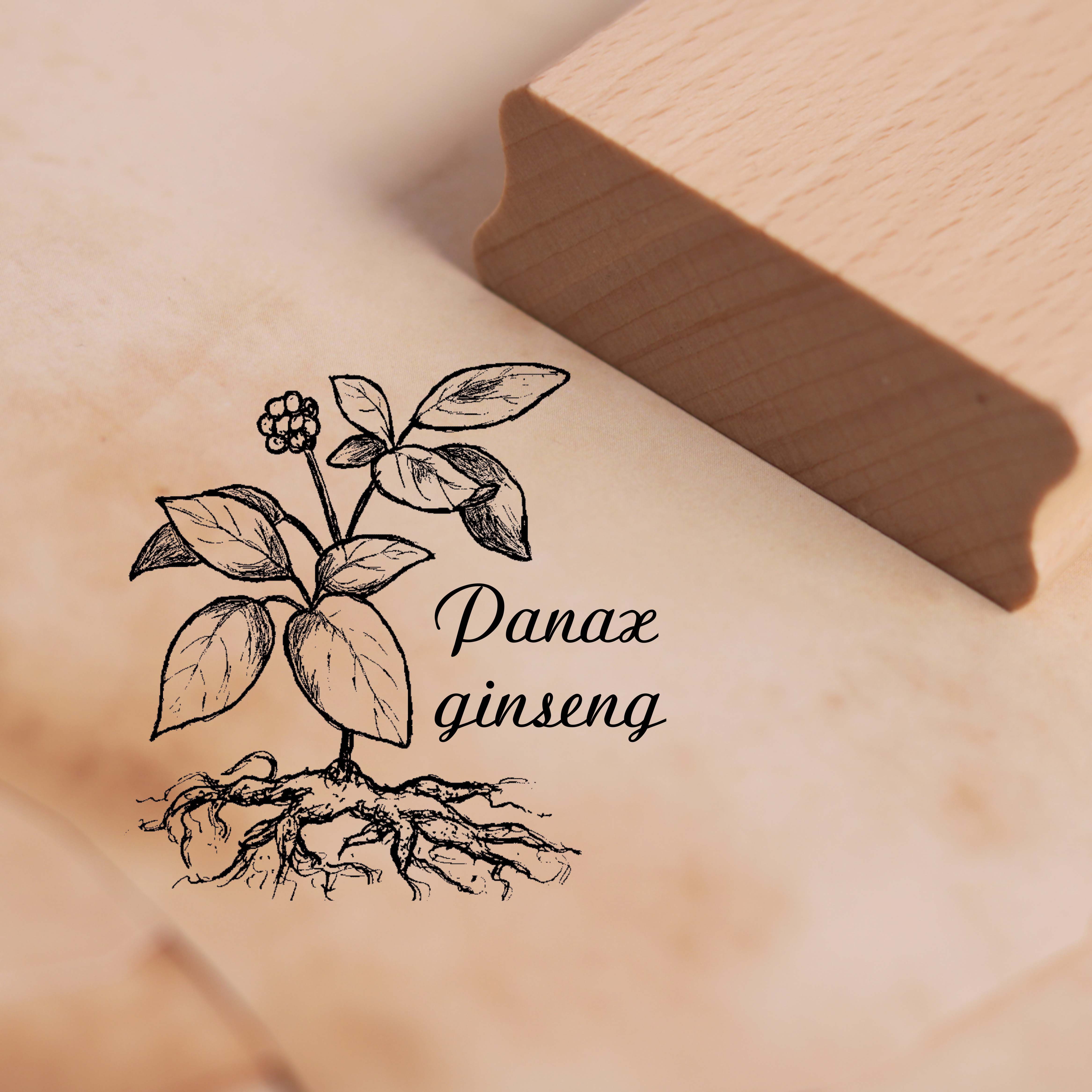 Motivstempel Panax Ginseng Stempel 38 x 38 mm