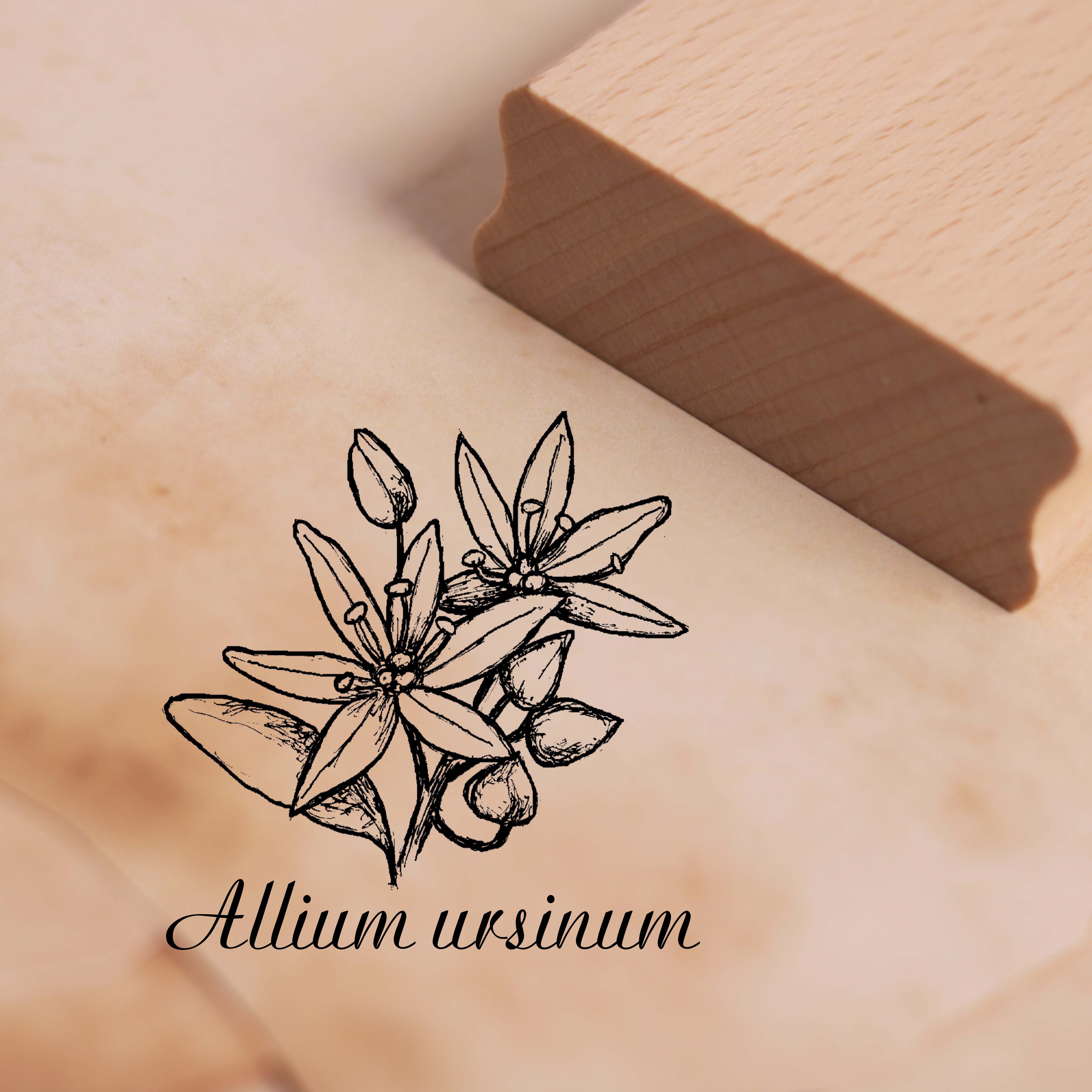 Motivstempel Bärlauch - Allium ursinum - Stempel 38 x 38 mm