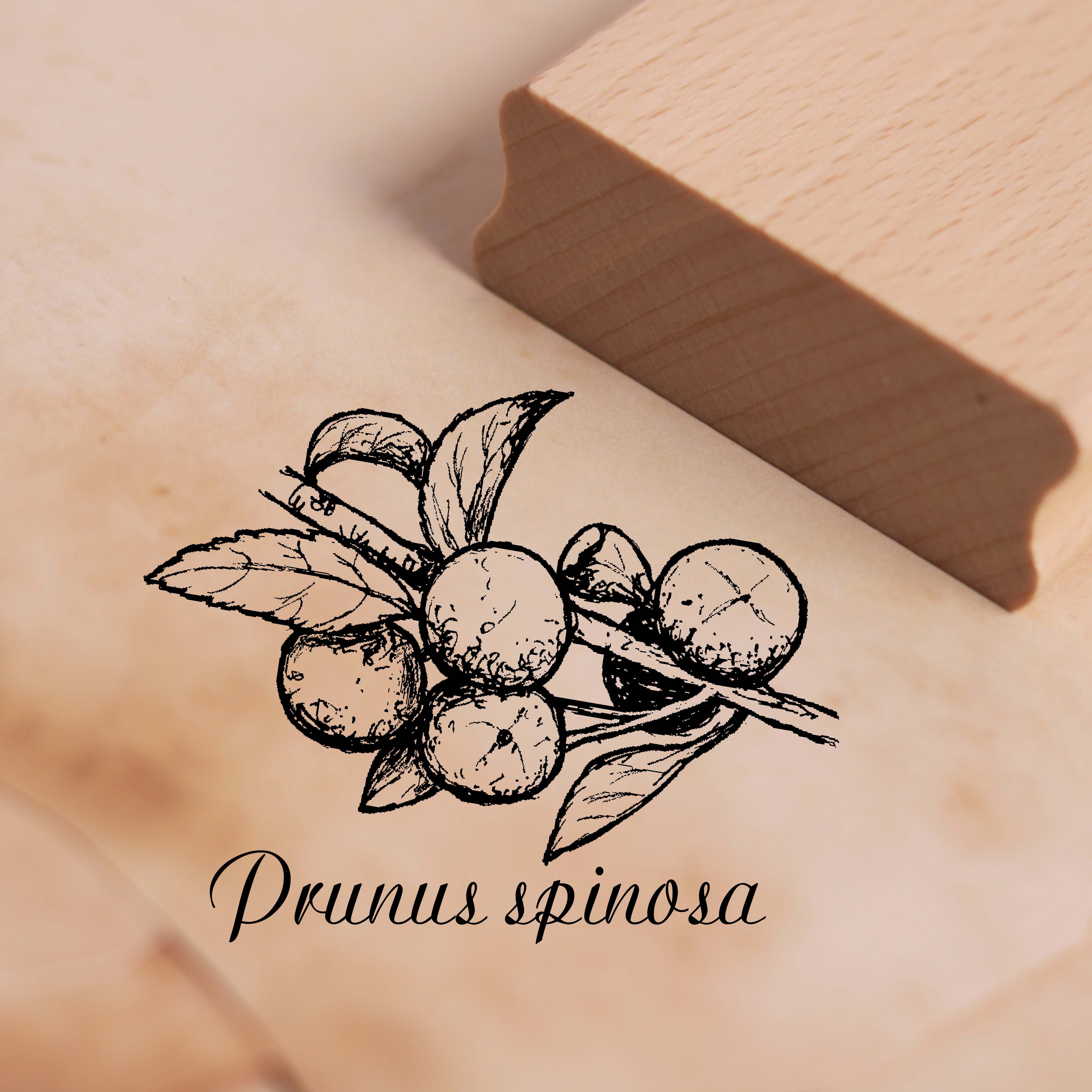 Motivstempel Schlehdorn - Prunus spinosa - Stempel Schlehe Heckendorn 48 x 38 mm