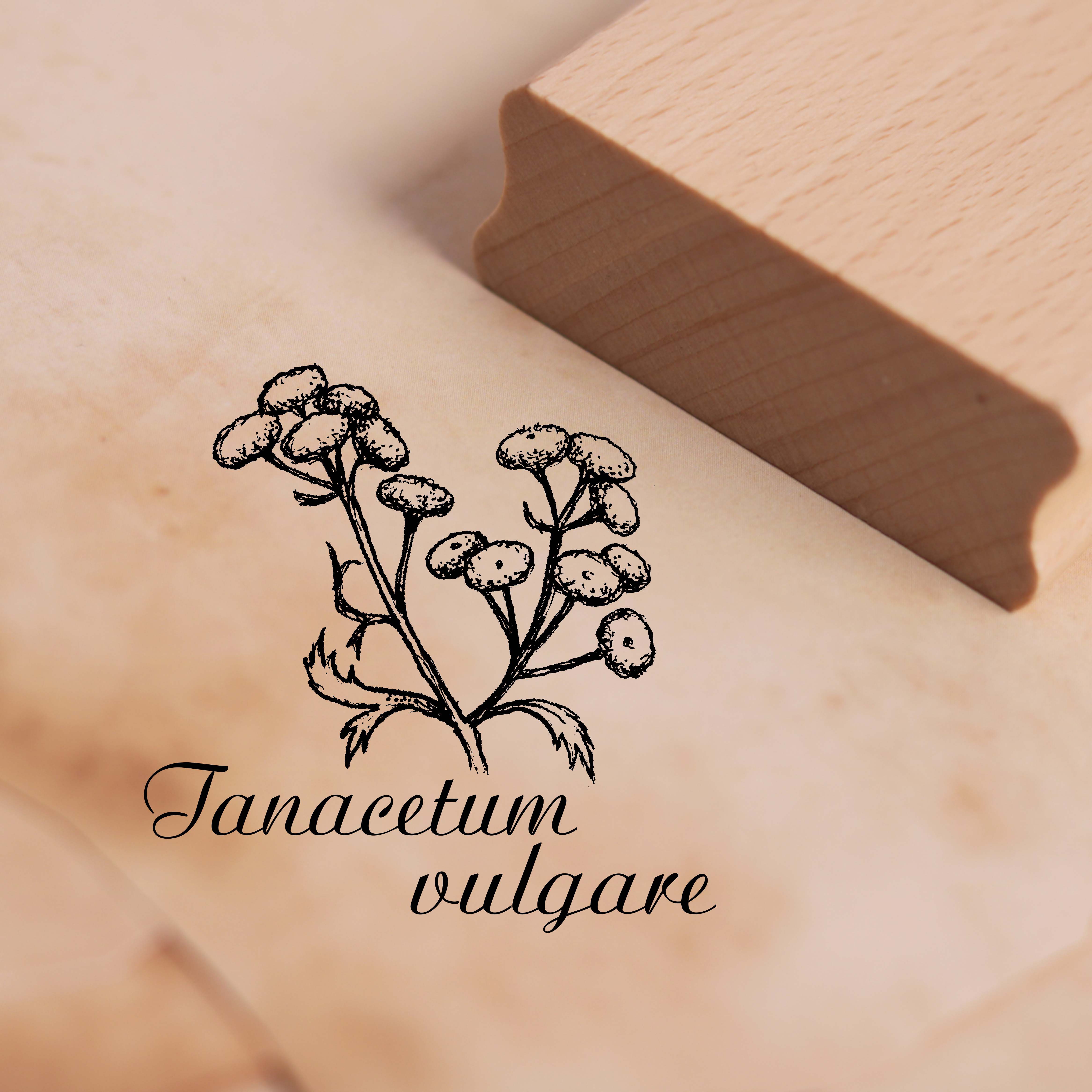 Motivstempel Rainfarn - Tanacetum vulgare - Stempel Wurmkraut 38 x 38 mm
