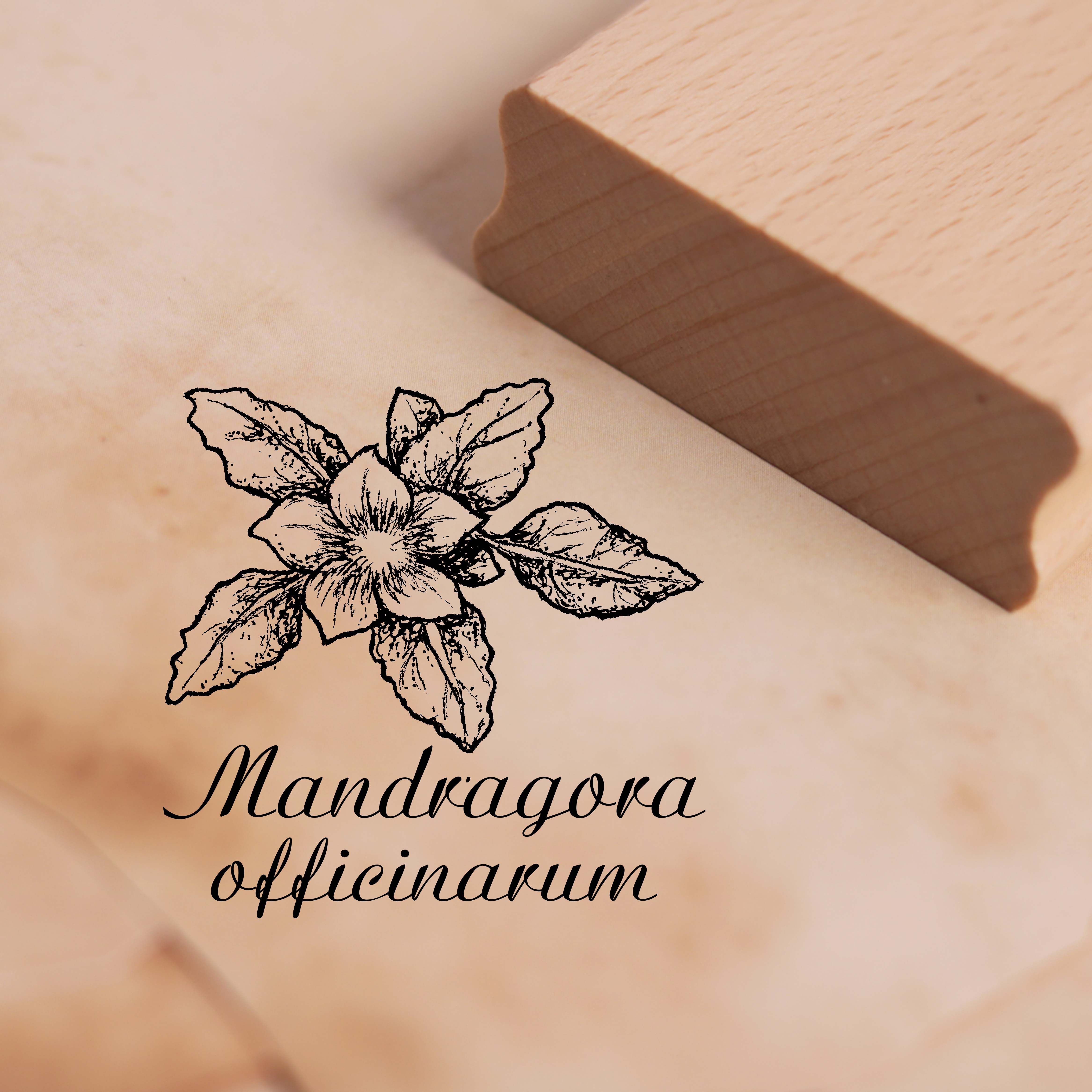 Motivstempel Alraune - Mandragora officinarum Stempel 38 x 38 mm