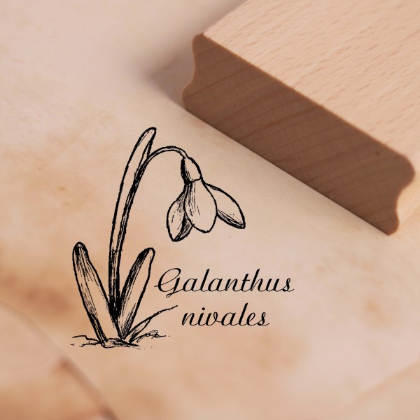 Motivstempel Schneeglöckchen Galanthus nivalis Stempel 38 x 38 mm